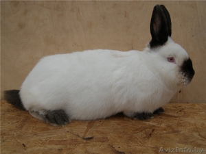 Кролики (Калифорнийской породы) #1598343