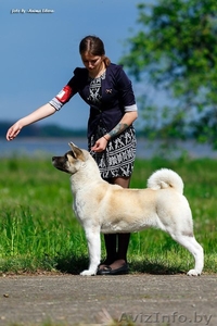 Услуги хендлера в Беларуси #1598383