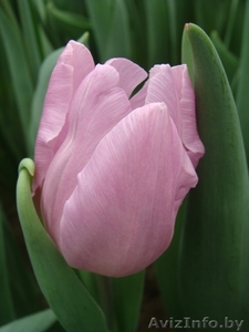 Тюльпан оптом к 8 марта  . #1596326