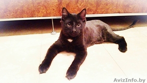 Кошечки в хорошие руки #1599421