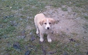 Отдадим в хорошие руки щенков #1596918