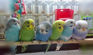 Волнистики #1596442