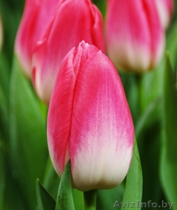 Принимаем предзаказы на опт тюльпанов к 8 Марта #1602786