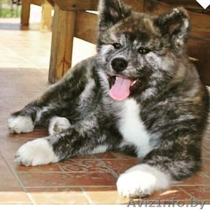 Щенки  акита-ину (Хатико) #1600967