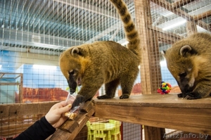 Продается единственный в областном городе контактный зоопарк  #1601669