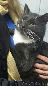 Шон - очень умный кот с чувством собственного кошачьего достоинства. #1600588