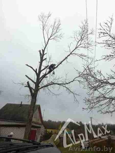 Спилим аварийное дерево #1603520