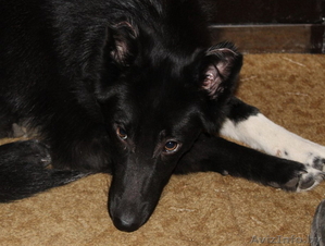 Щенок в добрые и ответственные руки #1600353