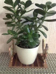 Комнатное растение Толстянка #1605283