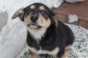 Кузенька в поиске дома #1605551