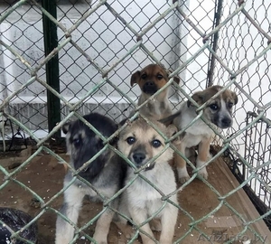 Срочно! Усыпалка в Пинске #1608509