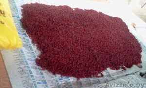 Мотыль  #1606740