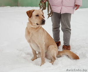 Кобель лабрадора в дар ответственным людям #1607279