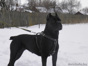 Кане корсо. Щенки #1508506