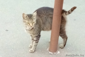 СОС Кошечке срочно нужен дом или хотя бы передержка #1608663