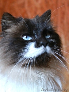 Красивая кошечка в дар #1608693