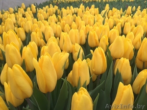 Продажа тюльпанов к 8 марта! #1605259