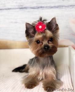 Недорогой груминг в Минске #1610594