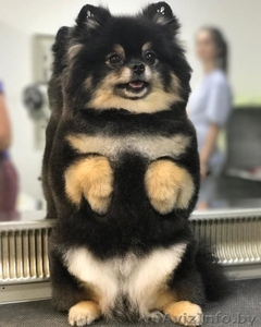 Стрижка собак и кошек. Грумер с выездом на дом #1610595