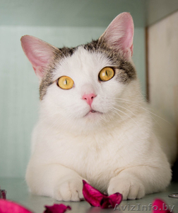 Кошка УМКА –блондинка - вундеркот #1612900