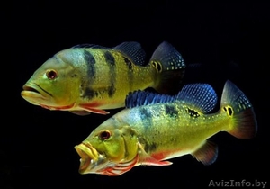 Цихла оцеллярис (Cichla ocellaris)  #1612885