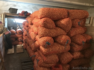 Лук севок сорт  