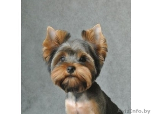 Стрижка и тримминг собак.  #150045