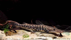 Псевдоплатистома (Phseudoplatystoma faciatium) #1612761