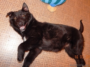 Минск. Мартовский Миша – плюшевый щенок! #1611334