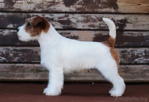 Стрижка и тримминг собак 8 0. #42272