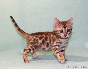 Бенгальские котята домашние #1611037