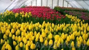 Продам тюльпаны оптом и в розницу #1610149