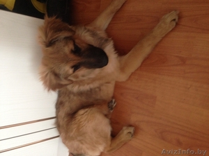 СОБАКА В ДАР #1612371