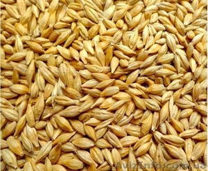 Ячмень опт фуражный покупаем  #1610704