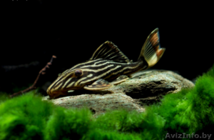 Панак Армбрустера,  L027 (Panaque armbrusteri,  L027)  #1612760