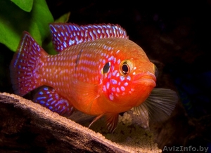 Хромис красавец (Hemichromis lifalili ). #1612883