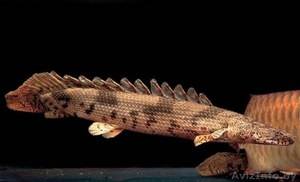 Полиптерус Эндлихера или бишир  #1612882