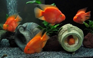 Попугай красный (лат.Red Parrot Cichlid) #1612887