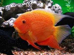 Цихлазома северум #1612758