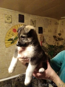 Собачки в дар #1611195