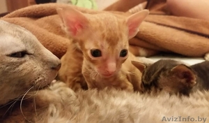 Продам котят Корниш-Рекс #1609343