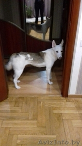 подарю собачку #1613527