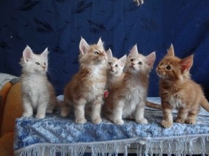 Породистые котята Мейн-Кун #1614737