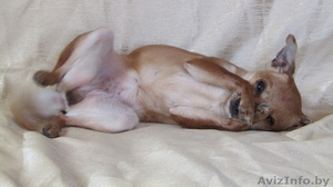 Маленькая собачка ответственным владельцам #1614632