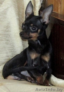 Изящная пугливая тоечка #1614633