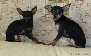 Мальчики той-терьера #1614634