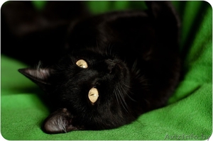 Кайса - мини пантерка #1614220