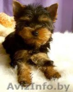 Не дорого щенки йоркширского терьера. #1616298