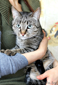 Мелади - кошечка в дар. #1614911