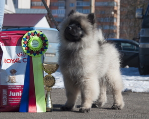 Кеесхонд (вольфшпиц) щенок #1615150